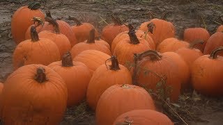 Gloomy days at local Pumpkin Patches