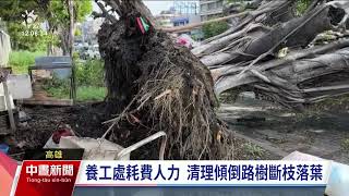 杜蘇芮襲高雄逾9百件樹倒 民團籲種植抗風性強樹種｜20230731 公視中晝新聞