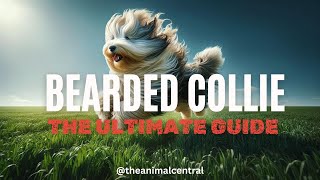 The Ultimate Guide to Understanding Your Bearded Collie