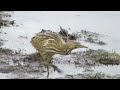 american bittern long @ edwin b forsythe 11 25 16