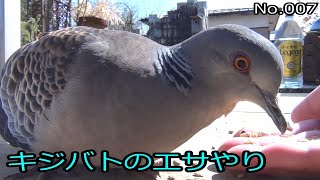 キジバトのエサやり No.007 (Feeding the pigeons)