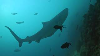 Is this the worlds best shark dive BEQA Lagoon Fiji