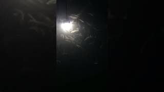 水下型LED集魚燈 白光 60W