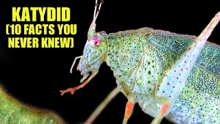 Katydid 🍃 (10 FACTS You NEVER KNEW)