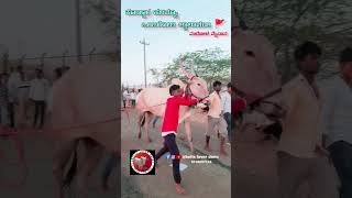 @_bulls_lover20_danu_ ಮುದೋಳ ಮೈದಾನ 💥#subscribe #bulls #trending #basavanna #vrialshort #views