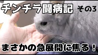 チンチラVS寄生虫！投薬３日目、まさかの展開に焦る飼い主。モコのジアルジア症闘病記その３