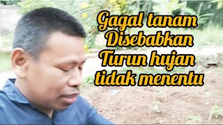 budidaya sayuran di pekarangan rumah II gagal tanam curah hujah tidak menentu