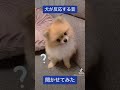 犬が反応する音を聞かせてみた　#shorts #dog #犬