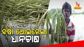 Farmers In Lurch Due To Crop Losses In Jaleswar After Heavy Rainfall Across Odisha