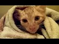 How to wash a Kitten without making it to scared