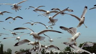 Seagulls in Harbor Sounds for Relaxing Sleep, Insomnia, Meditation, Study