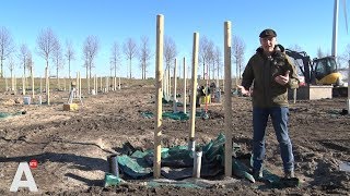 Hoe groeien bomen het snelst?