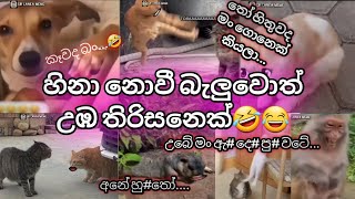 වද නොදි පලයන් හු#තෝ Sinhala saththu athale  | sinhala meme 2024| meme new|virale meme| saththu meme