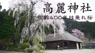 【高麗神社】 樹齢400年枝垂れ桜 / 2021 埼玉県 日高市