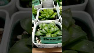 ไม้อวบน้ำ Harworthia ฮาโวร์เทีย และกระบองเพชรน้อย มุมแคคตัสในโฮม เซ็นเตอร์ญี่ปุ่น