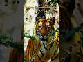 The great tiger #Ds nature #trendingshorts