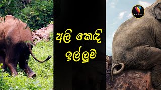 අලි කෙදි ගන්න දගලන මිනිස්සු