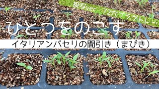 【農業のすすめ】イタリアンパセリ苗のまびき_接写ver 72穴プラグトレー italian parsley seeding pot