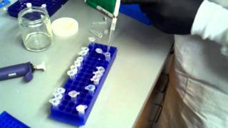 phenol chloroform extraction part 2
