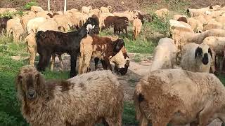 Goat Vs Sheep Love Real Video | Animal Meeting | Sheep