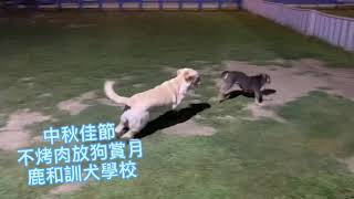 拉布拉多訓練/惡霸犬訓練基礎教育課程/中部鹿和狗狗專屬旅館住宿服務/鹿和訓犬學校