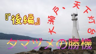 【磯グレ】グレフカセ釣、夕方のマヅメ時に、後半戦タモインサイズ、天下灯台、長崎県西海市大瀬戸沖磯、マジカグレチャンネル