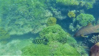 Snorkeling at Rameshwaram (Holy Island water sports) 4K