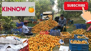 #Kinnow Garden🍊#Season Starting#60 MTon# BEST PRICE 👍🏻#kinnow #garden #farming