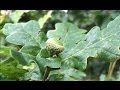 The English Oak Trees