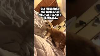 Ketika Si Kucing Tidak Mengenali Tuannya Sendiri #shorts