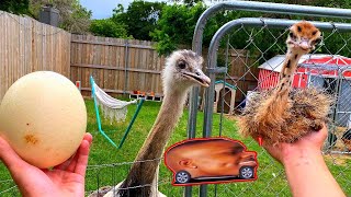 Saving a Baby Ostrich From Euthanasia (Kevins MAD) *gone sussy ๐ณ*