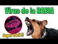 RABIA VIRUS DE LA RABIA síntomas, ETIOPATOGENIA , diagnostico y tratamiento | 2022