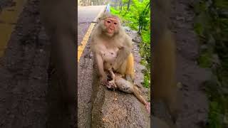 So....sad😔 | Monkey baby is dead😓 #shorts #ytshorts #sad #monkey #shortvideo