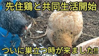 しまぱん巣立ちのとき！先住鶏と共同生活開始‼