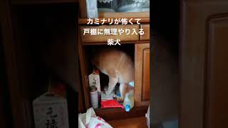 カミナリ怖いの