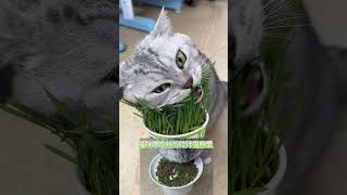 大壮收割机，它真的太爱猫草了懒人泡面猫草 萌宠好物