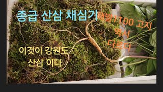 종급 산삼 채심기  2탄 강원도 해발1100고지. 역시.  다르다. 이것이 강원도 산삼이다