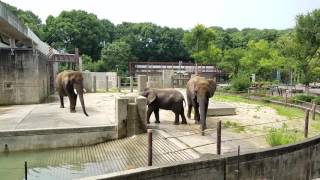 砥部動物園🐘リカ\u0026媛\u0026砥愛ファミリー❤