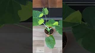 ❤Colocasia gigantea  yellow variyegated ❤ මෙවා තියන ගෙවල් තියේද🥺🌍🌹 #viralvideo #plants  #gardening