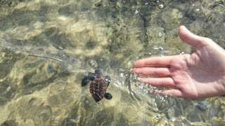 Baby Hawksbill Turtles Head Home