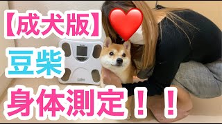 【柴犬と比較】身体測定してみた！豆柴の大きさってどれくらい？？【体重・体高・背丈・胴まわり・首まわり】