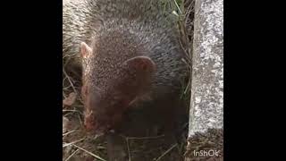 കീരി Mongoose