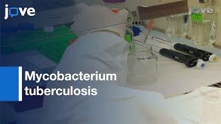 Growth: Mycobacterium tuberculosis Biofilms l Protocol Preview