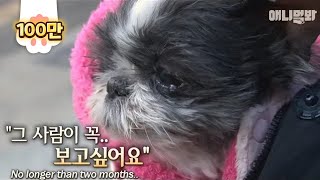 시한부 선고를 받은 콩지의 마지막 소원 ㅣ Terminally Ill Dog's Last Wish Is To...