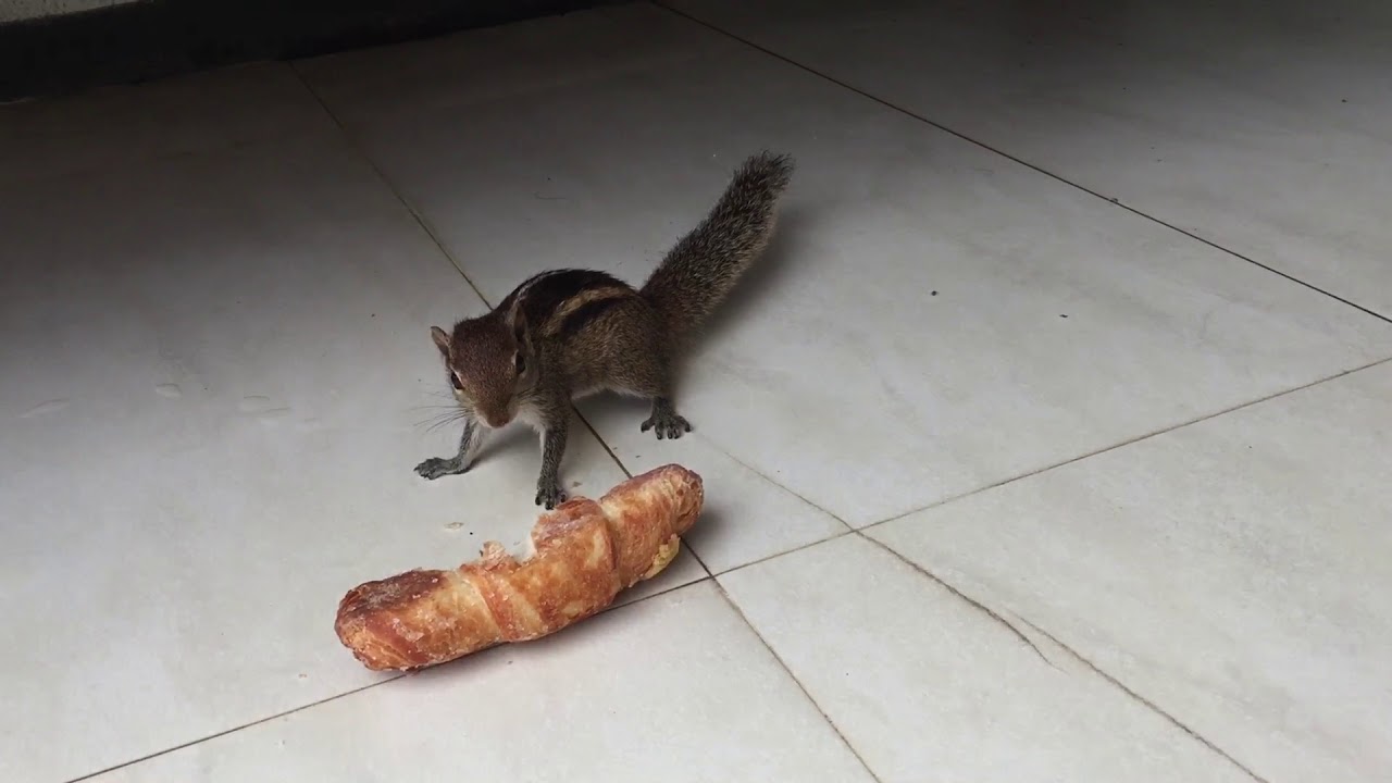 Little Squirrel Likes Croissant... - YouTube