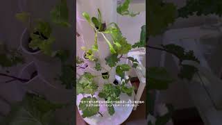 hydroponic farming #hydroponicsfarming  #水耕栽培　#hydroponics  #romamama