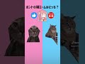 猫ミームクイズ左右どっち？part180【琴葉茜 琴葉葵】 shorts 猫ミーム