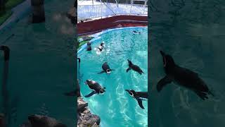 フンボルトペンギン 2025 01/13 10:39 - 10:40 ( 釧路市動物園 #北海道 #釧路市 ) #zoo #Penguin #Animal #動物 #ペンギン