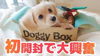 初 ドギボー！超人気サプライズBOXを開封したらチワックスのテンション爆発！