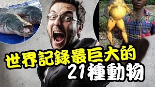 世界記錄最大的21種動物 l 世界最大的動物 The world 's largest animal 世界最大の動物 世界最大的动物